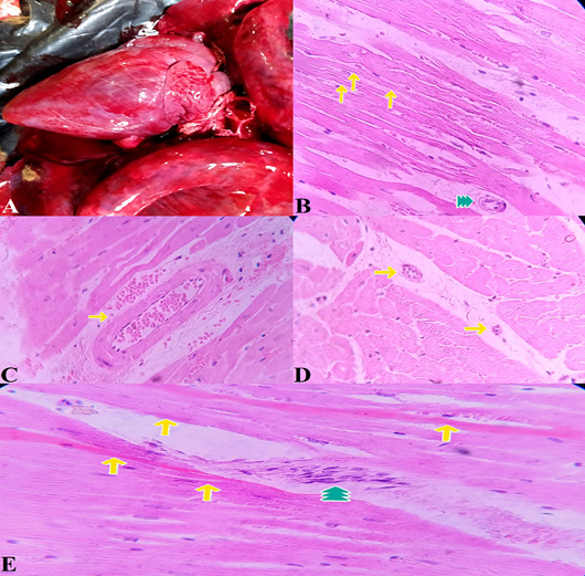 Figure 7: