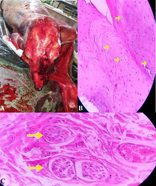 Figure 4: