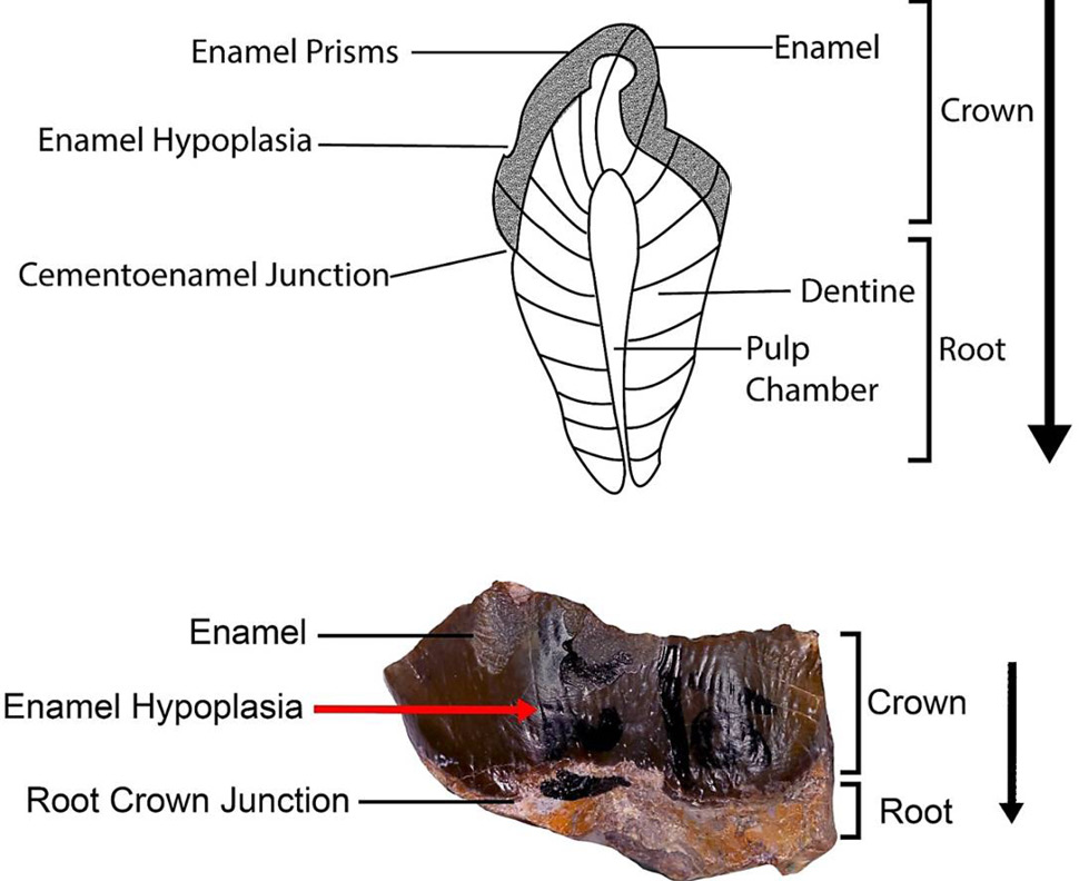 Fig. 3.