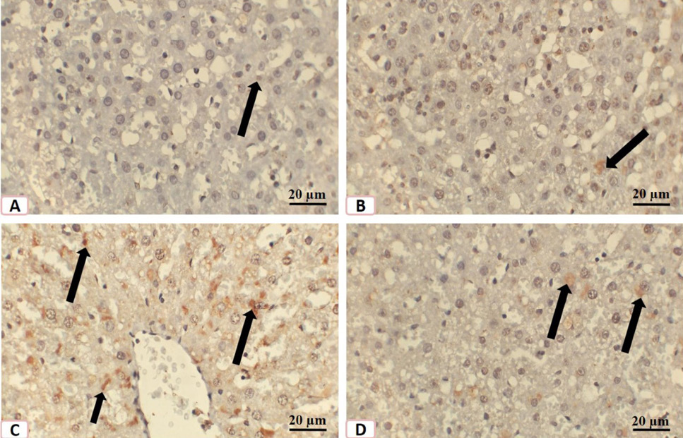 Fig. 5.