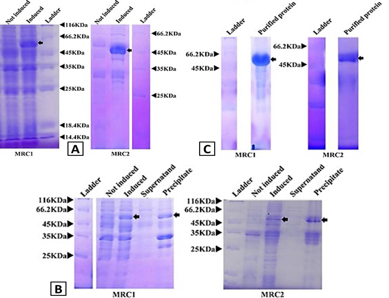 Fig. 4.