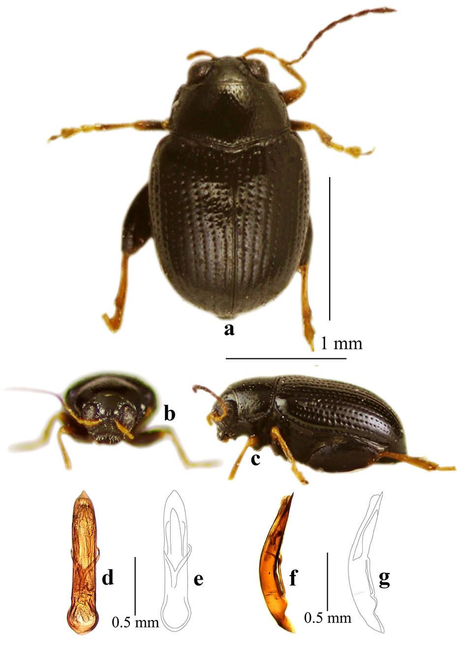 Plate 2: