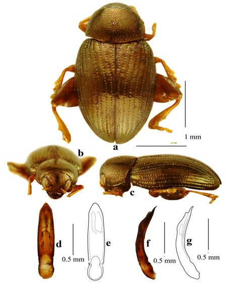 Plate 1: