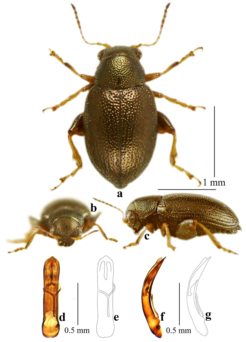 Plate 3: