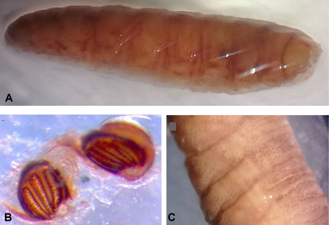 Figure 3: