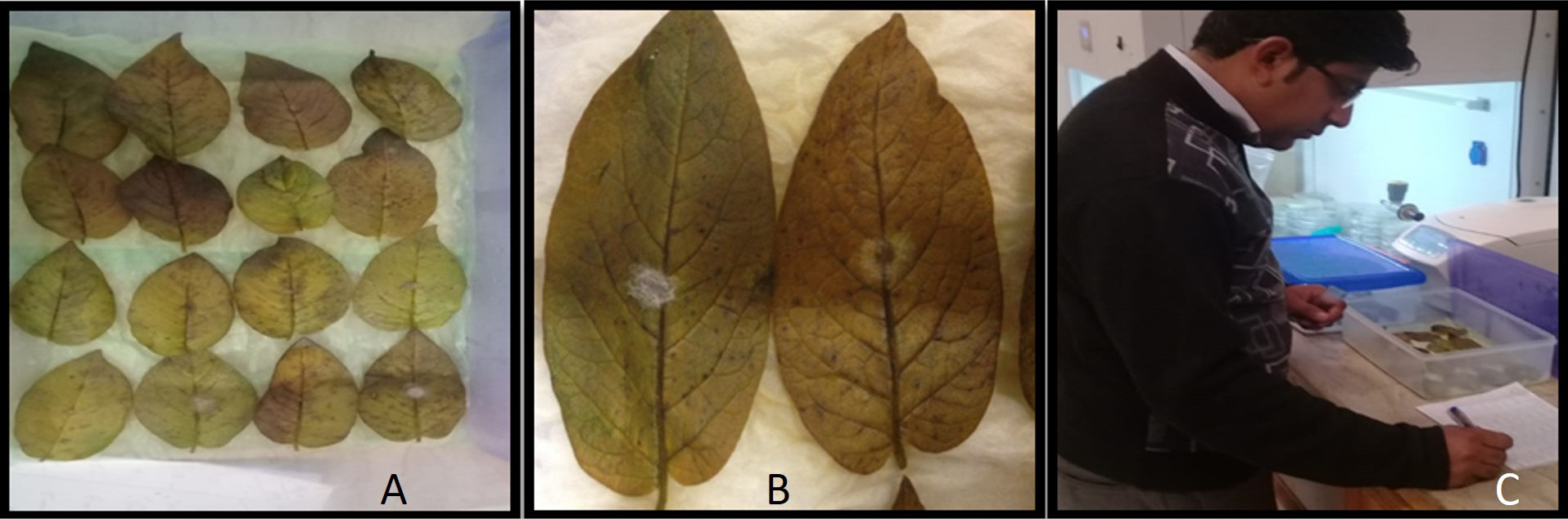 Figure 5: