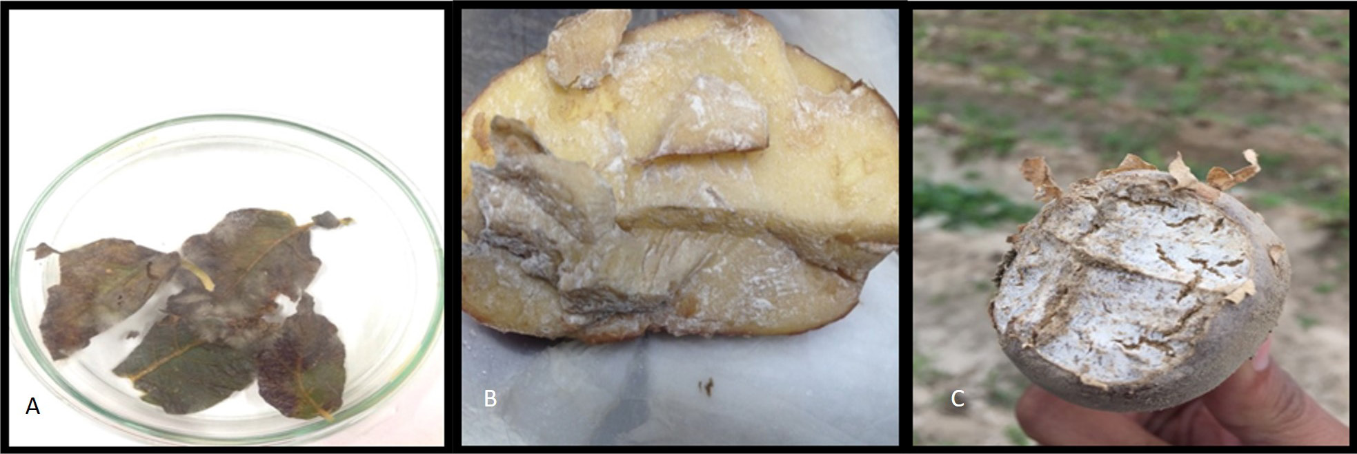 Figure 3: