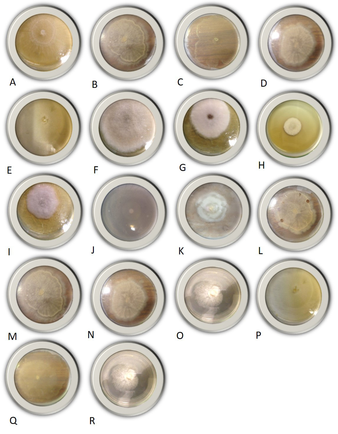 Figure 4: