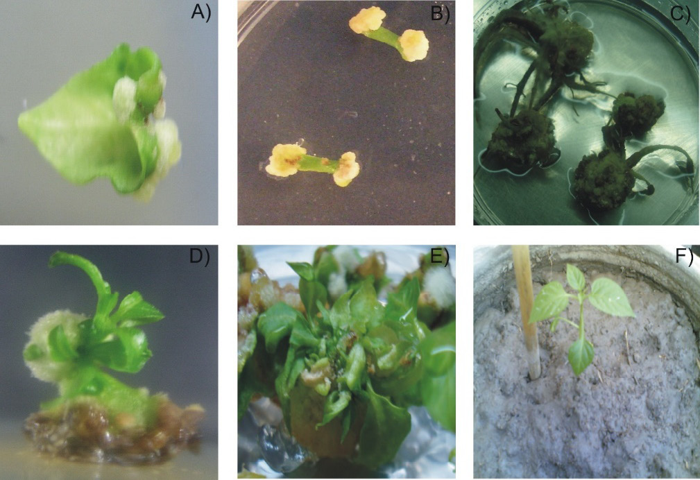 Figure 6: