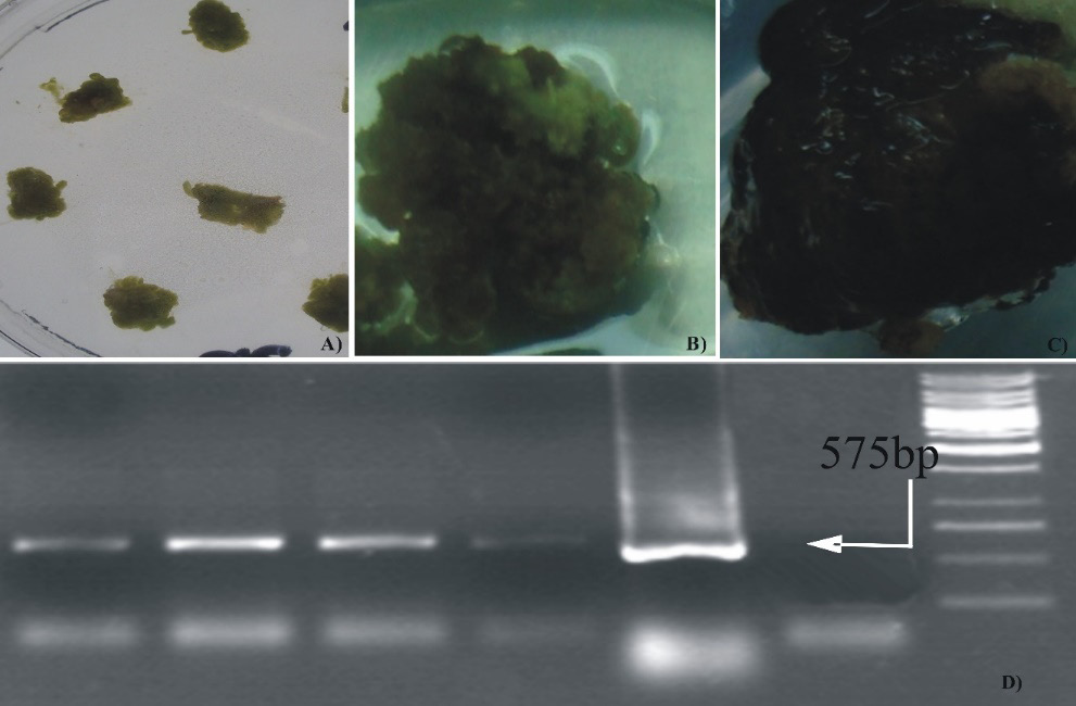 Figure 7: