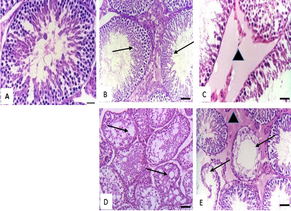 Fig. 5.