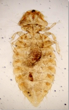Figure 4: