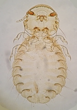Figure 5: