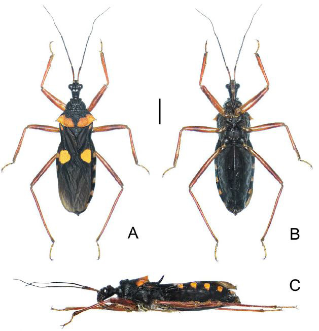 Fig. 2.