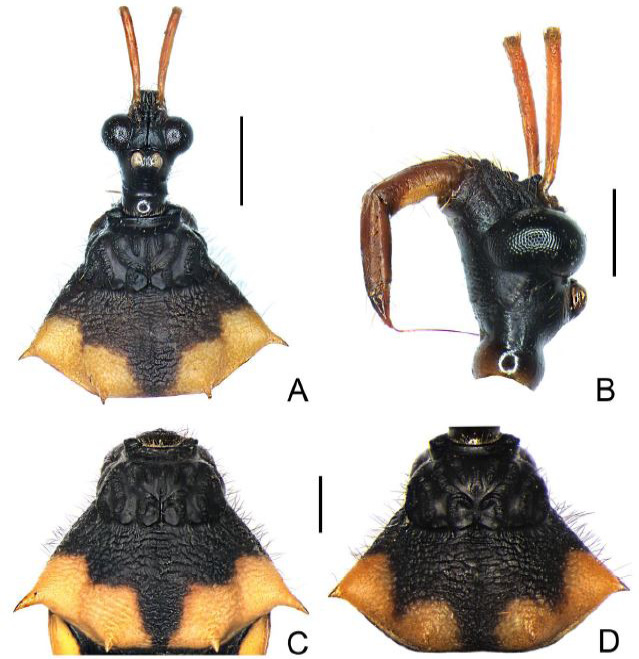 Fig. 5.