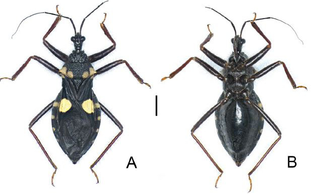 Fig. 12.