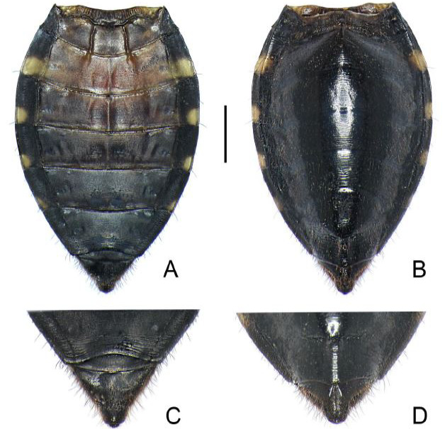Fig. 16.