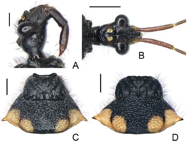 Fig. 13.