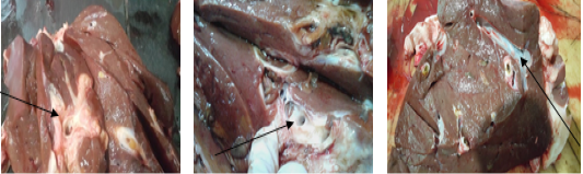 Figure 1A
