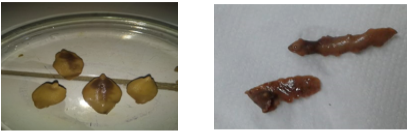 Figure 1B