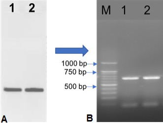 Figure 5: