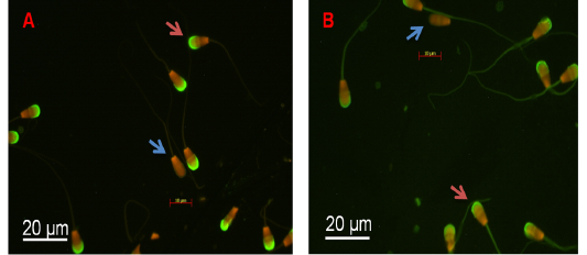 Figure 9
