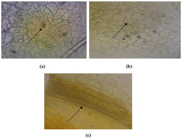 Figure 2: