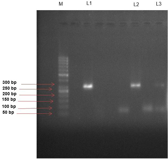 Figure 2: