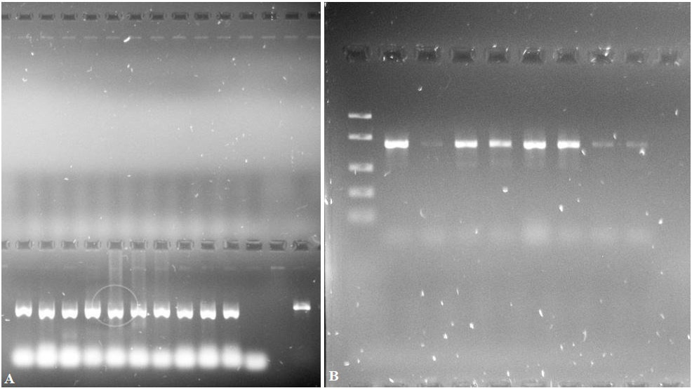 Figure 2: