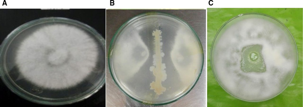 Figure 2: