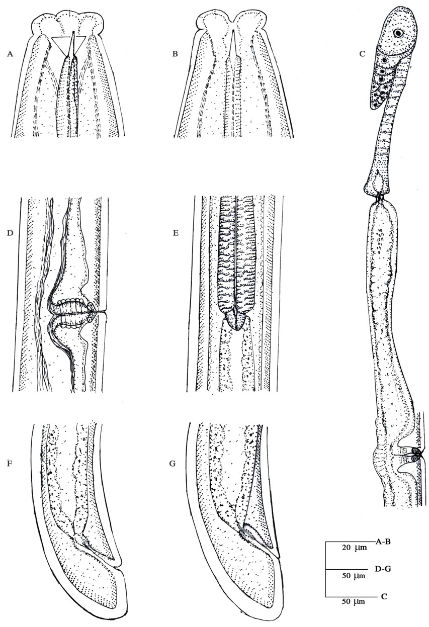 Figure 8: