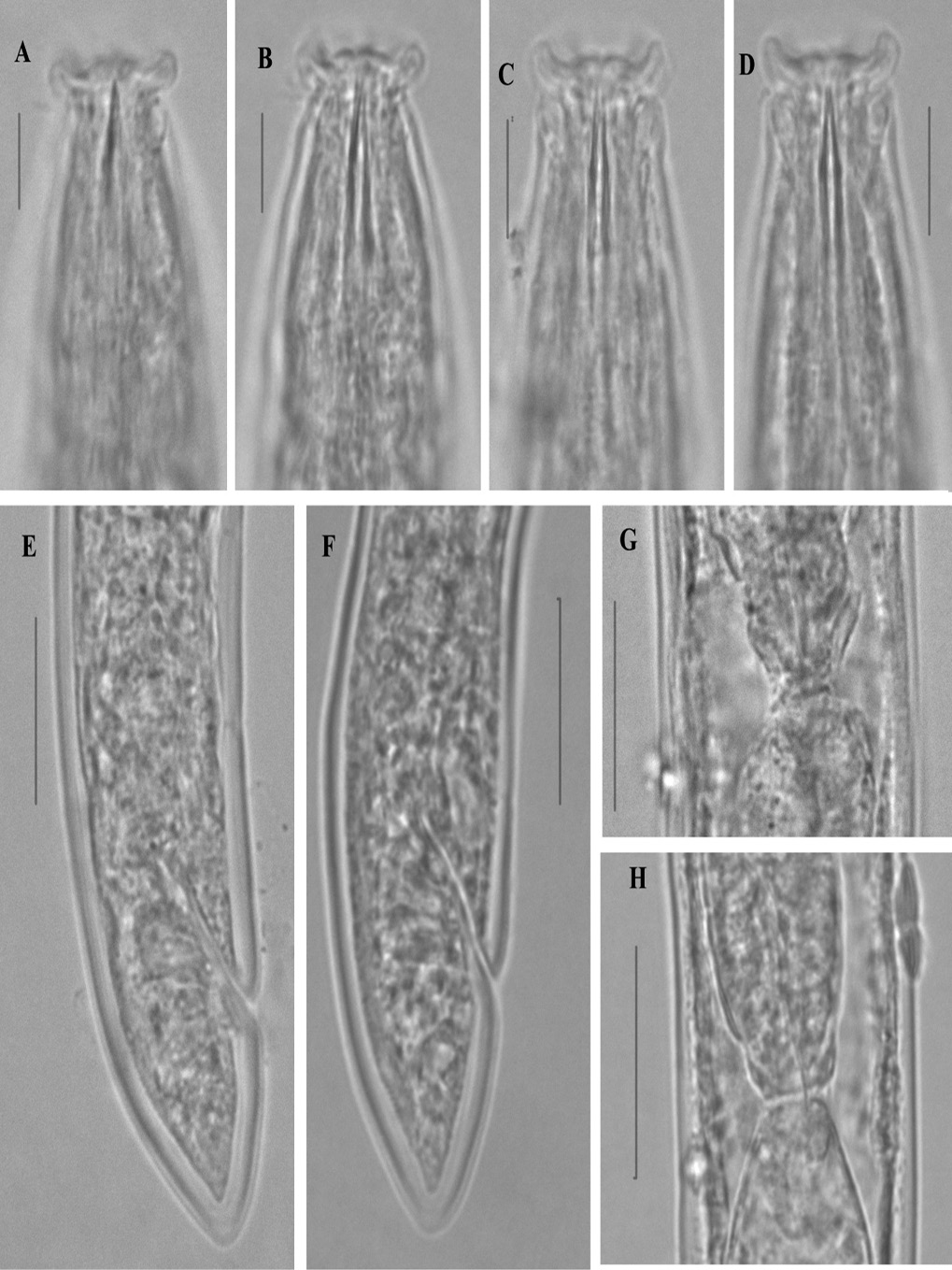 Figure 12: