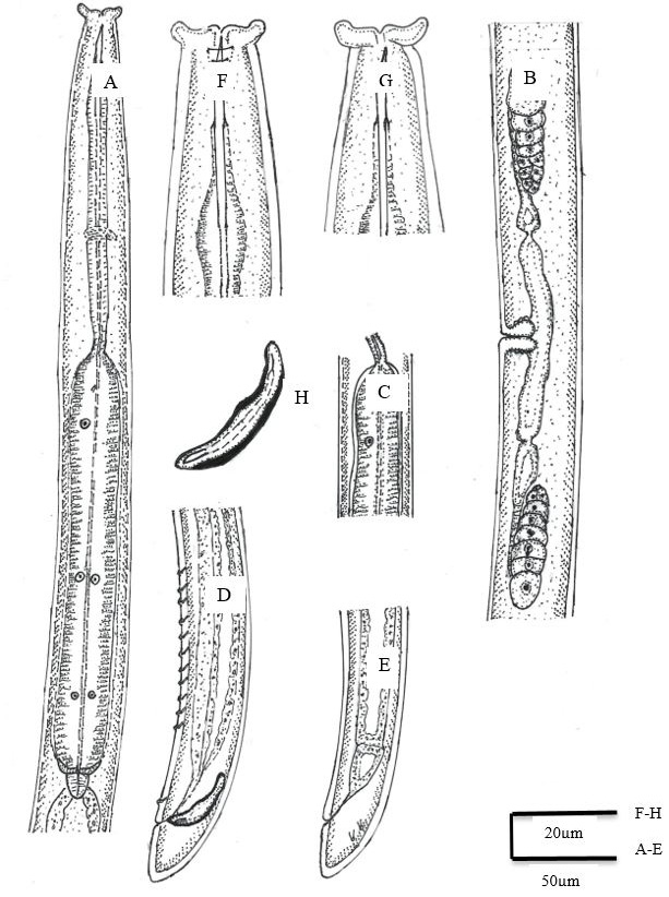 Figure 2: