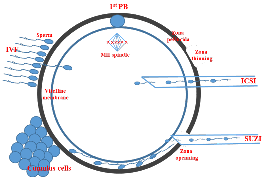 Figure 2:
