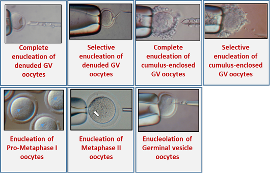 Figure 5: