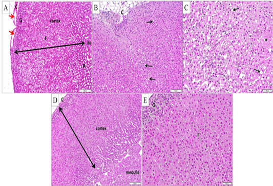 Figure 4: