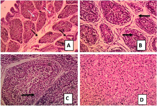 Figure 4: