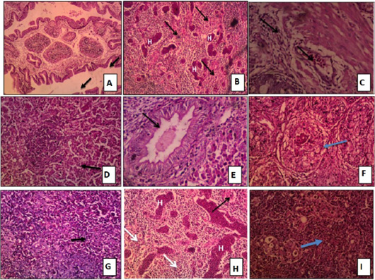 Figure 5: