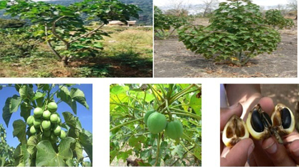 Figure 1: