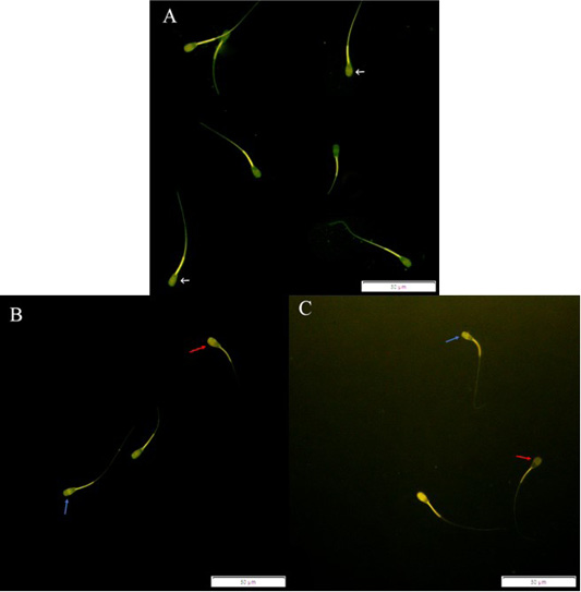 Figure 3: