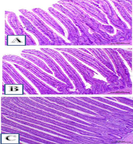 Figure 2: