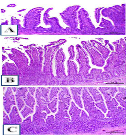 Figure 3: