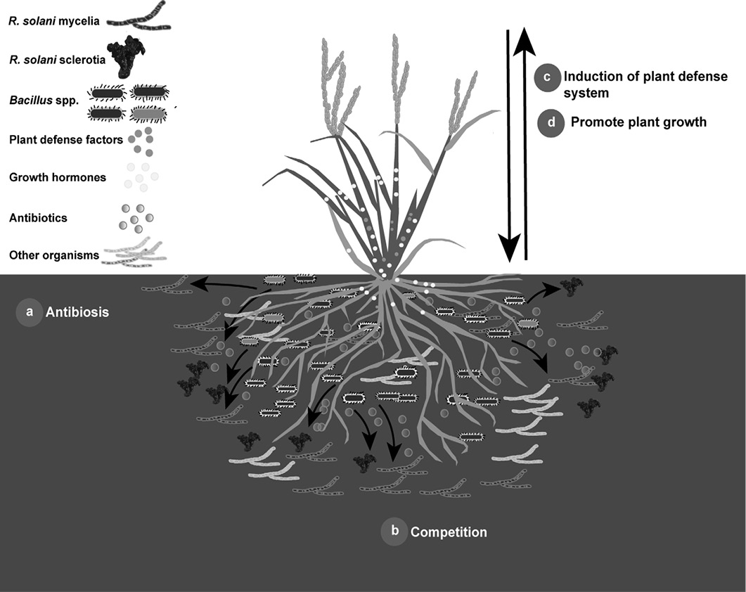 Figure 2: