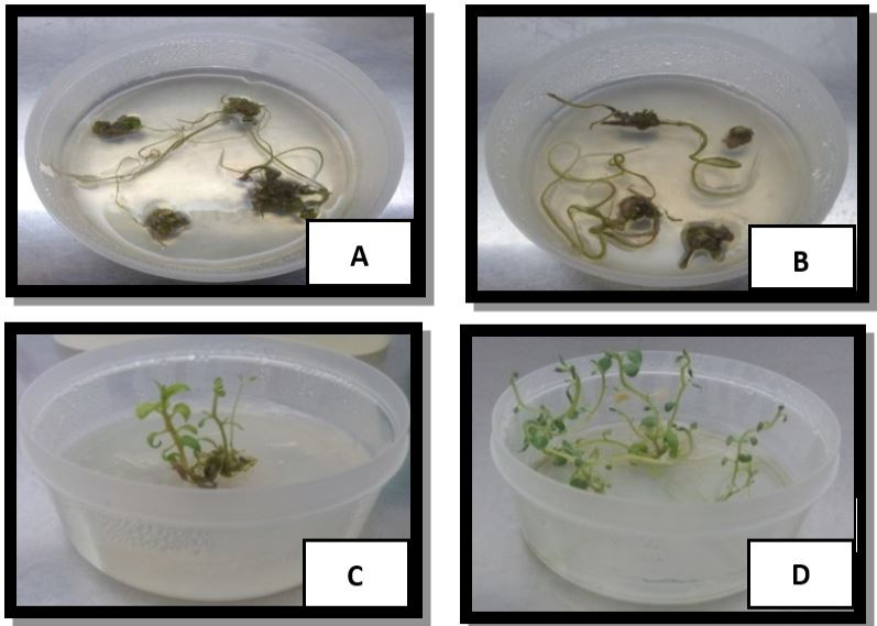 Figure 2: