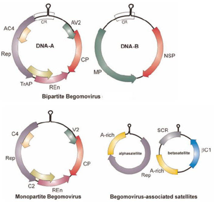 Figure 2:
