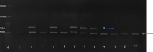 Figure 3: