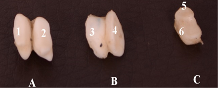 Fig. 8.