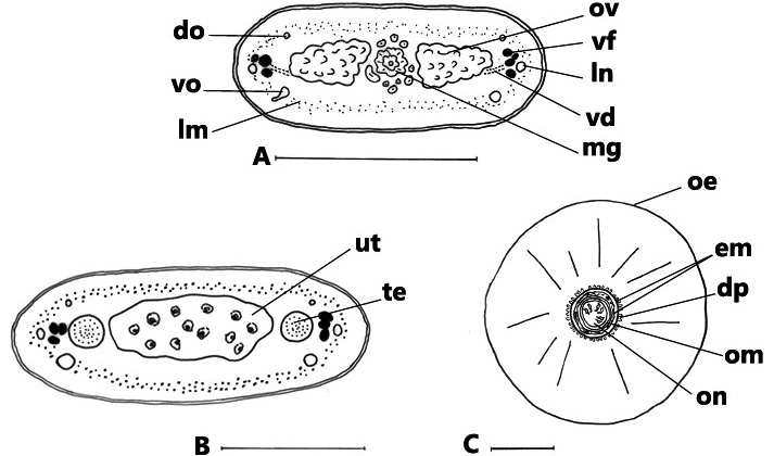 Fig. 2.