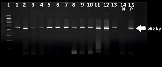 Figure 2: