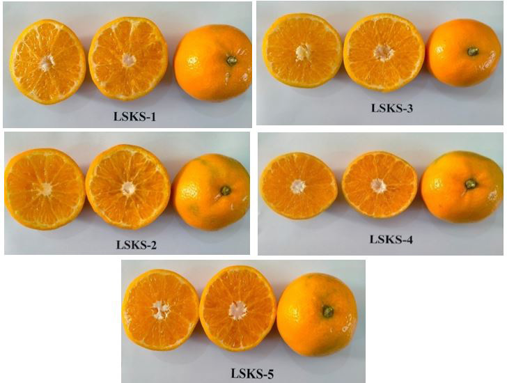 Figure 2: